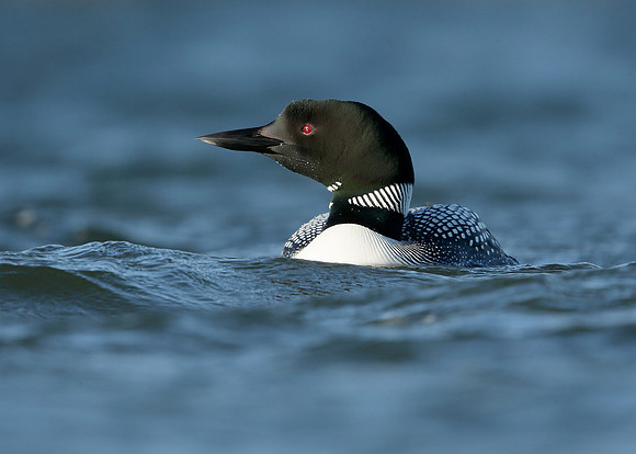 Great Northern Diver Gavia immer