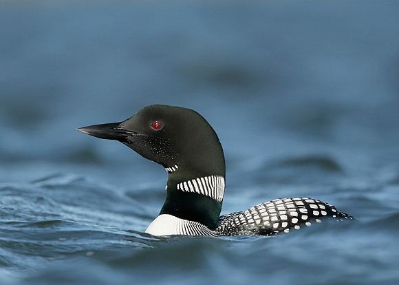 Great Northern Diver Gavia immer