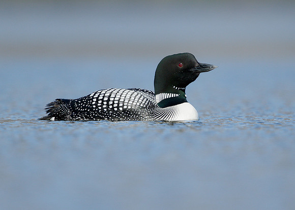 Great Northern Diver Gavia immer