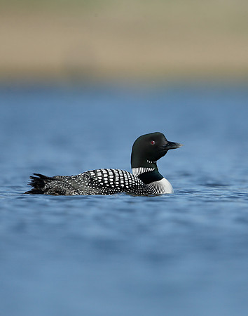 Great Northern Diver Gavia immer