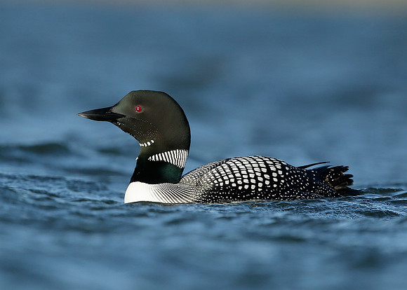 Great Northern Diver Gavia immer