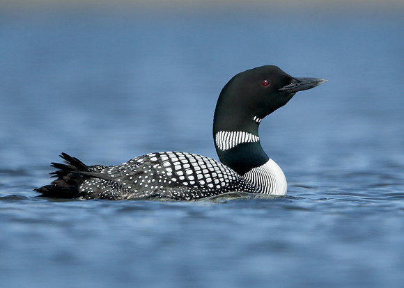 Great Northern Diver Gavia immer