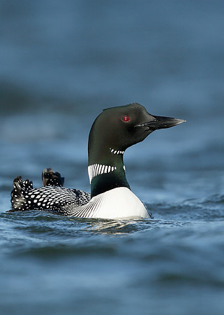 Great Northern Diver Gavia immer