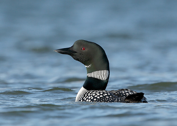 Great Northern Diver Gavia immer