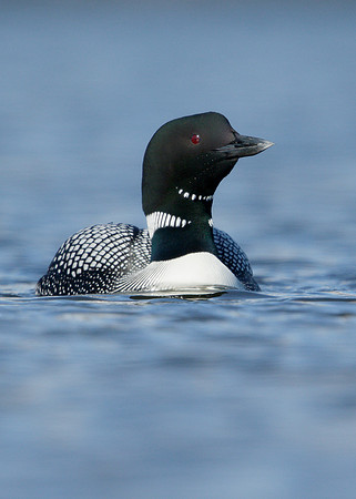Great Northern Diver Gavia immer