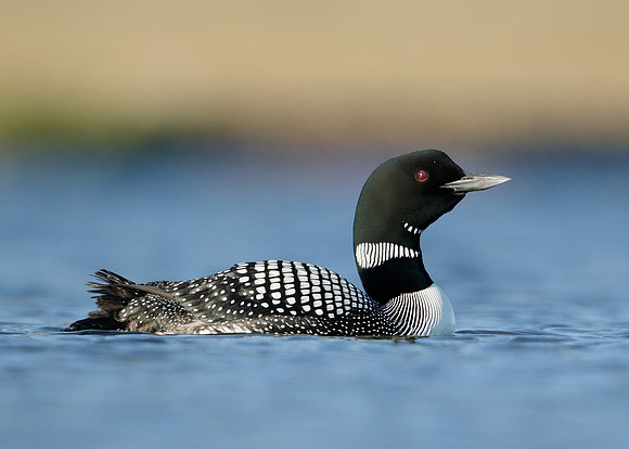 Great Northern Diver Gavia immer