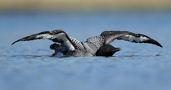 Great Northern Diver Gavia immer