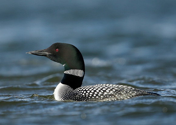 Great Northern Diver Gavia immer