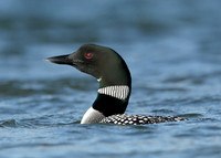 Great Northern Diver Gavia immer