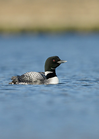 Great Northern Diver Gavia immer