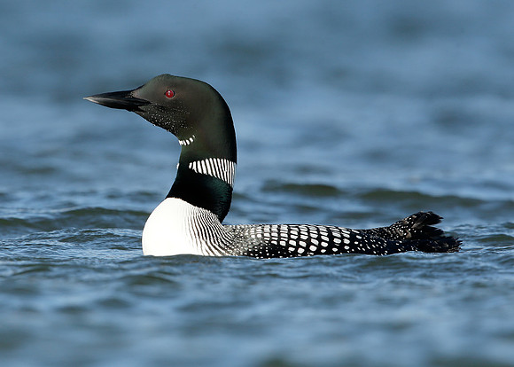 Great Northern Diver Gavia immer