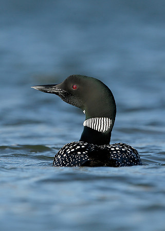Great Northern Diver Gavia immer