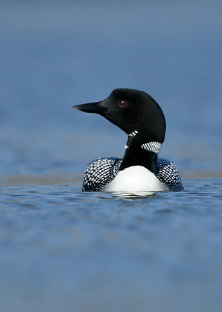 Great Northern Diver Gavia immer