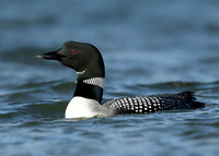 Great Northern Diver Gavia immer