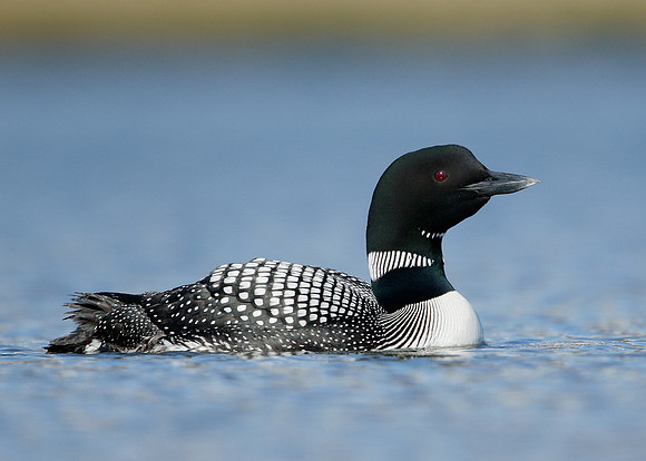 Great Northern Diver Gavia immer