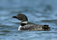 Great Northern Diver Gavia immer