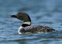 Great Northern Diver Gavia immer