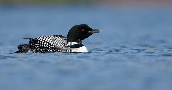 Great Northern Diver Gavia immer