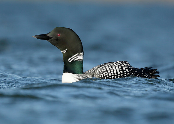 Great Northern Diver Gavia immer