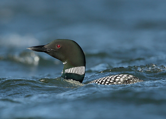 Great Northern Diver Gavia immer