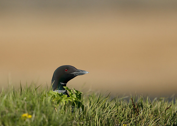 Great Northern Diver Gavia immer