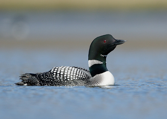 Great Northern Diver Gavia immer
