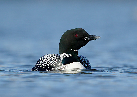 Great Northern Diver Gavia immer