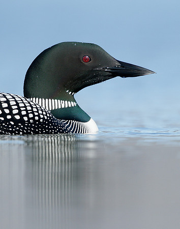 Great Northern Diver Gavia immer