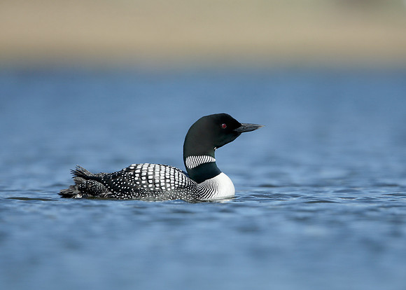 Great Northern Diver Gavia immer