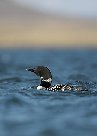 Great Northern Diver Gavia immer