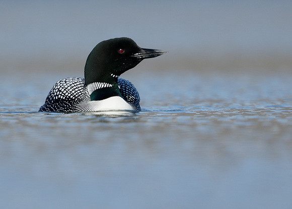 Great Northern Diver Gavia immer
