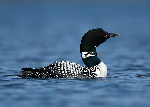 Great Northern Diver Gavia immer
