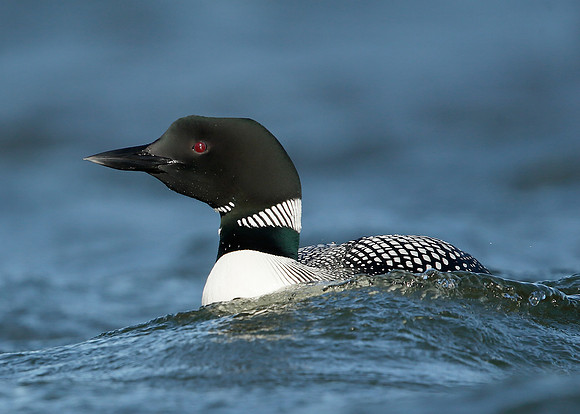 Great Northern Diver Gavia immer