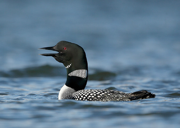 Great Northern Diver Gavia immer