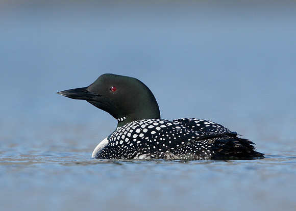 Great Northern Diver Gavia immer