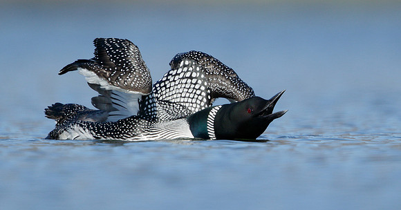 Great Northern Diver Gavia immer