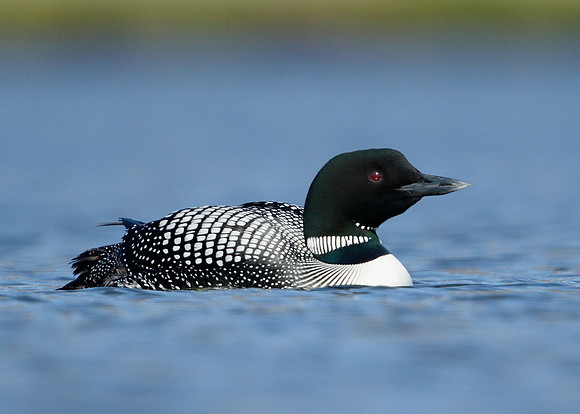 Great Northern Diver Gavia immer
