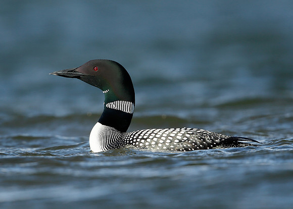 Great Northern Diver Gavia immer