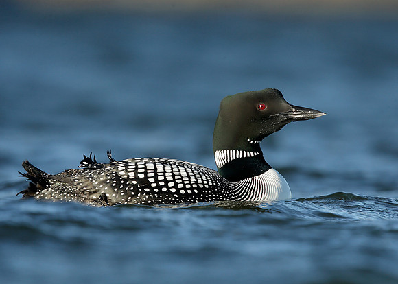Great Northern Diver Gavia immer