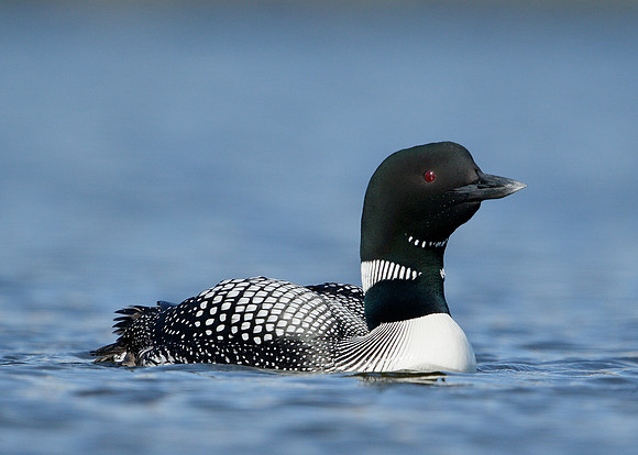Great Northern Diver Gavia immer