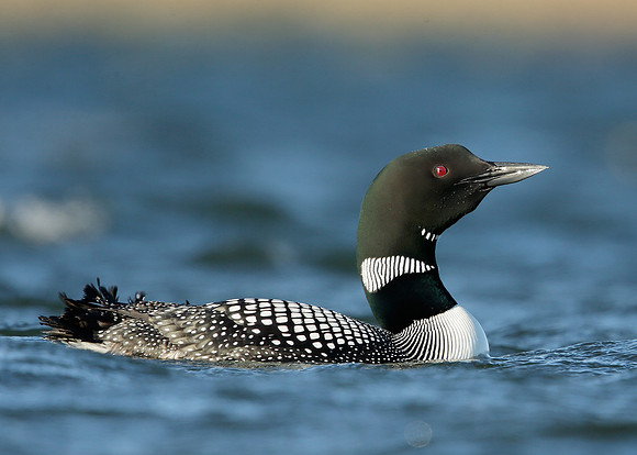 Great Northern Diver Gavia immer