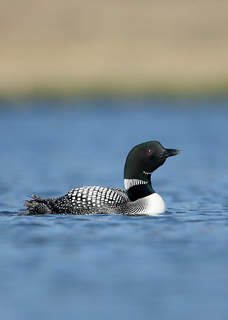 Great Northern Diver Gavia immer