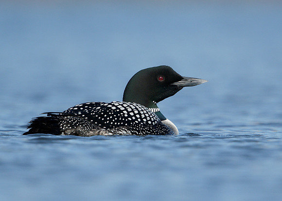 Great Northern Diver Gavia immer