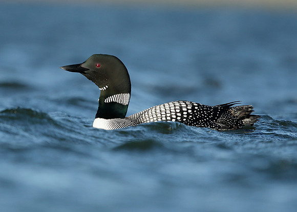 Great Northern Diver Gavia immer