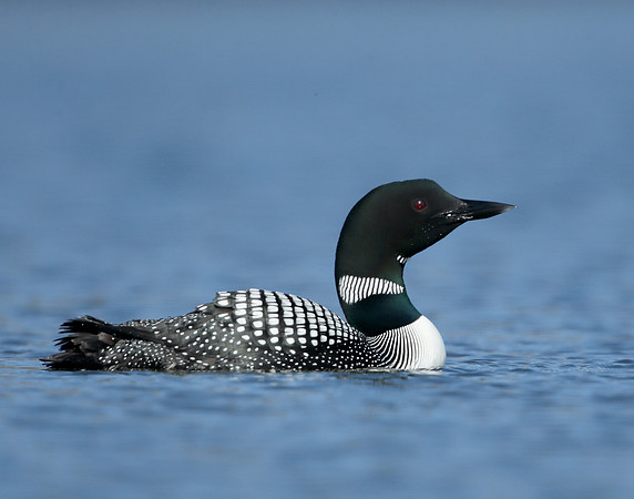 Great Northern Diver Gavia immer
