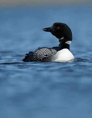 Great Northern Diver Gavia immer