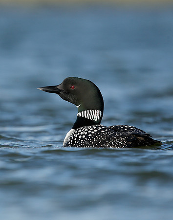 Great Northern Diver Gavia immer