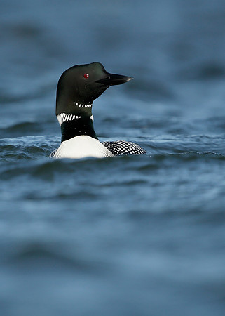 Great Northern Diver Gavia immer