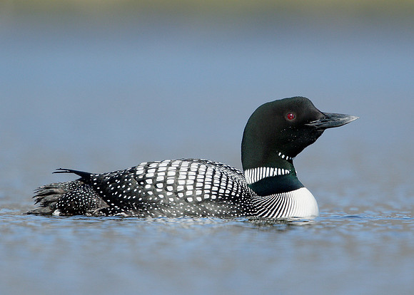 Great Northern Diver Gavia immer
