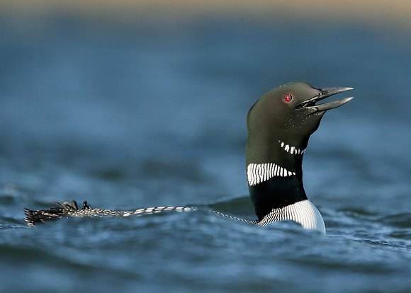 Great Northern Diver Gavia immer